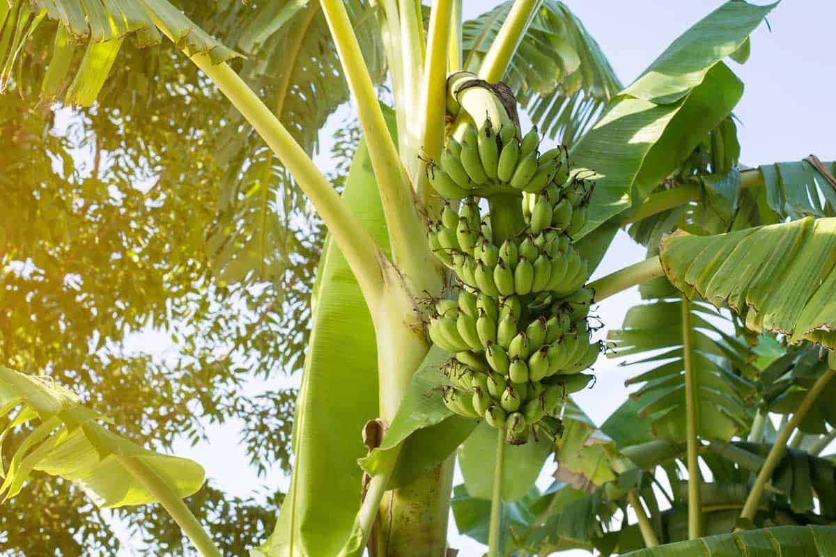 Enjoy the Rich Beauty of a Banana Tree