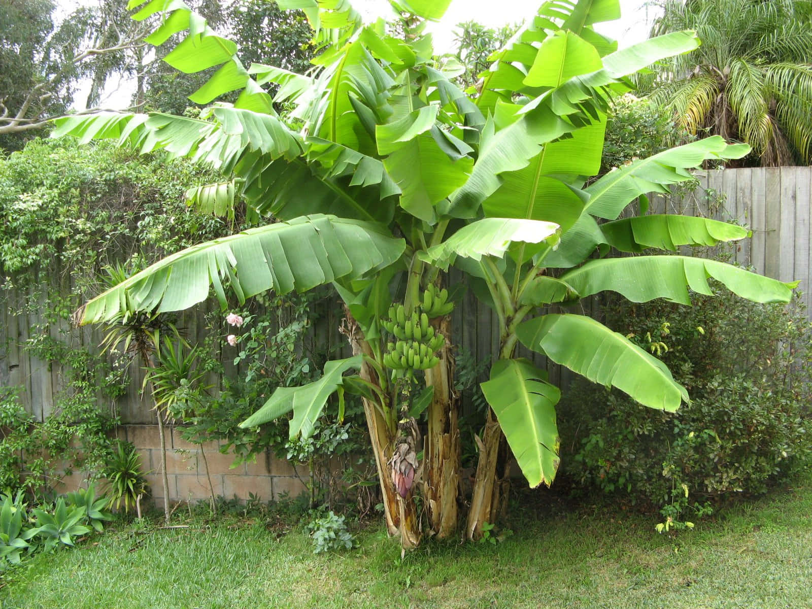 A lush banana tree providing nutrition and shelter to wildlife
