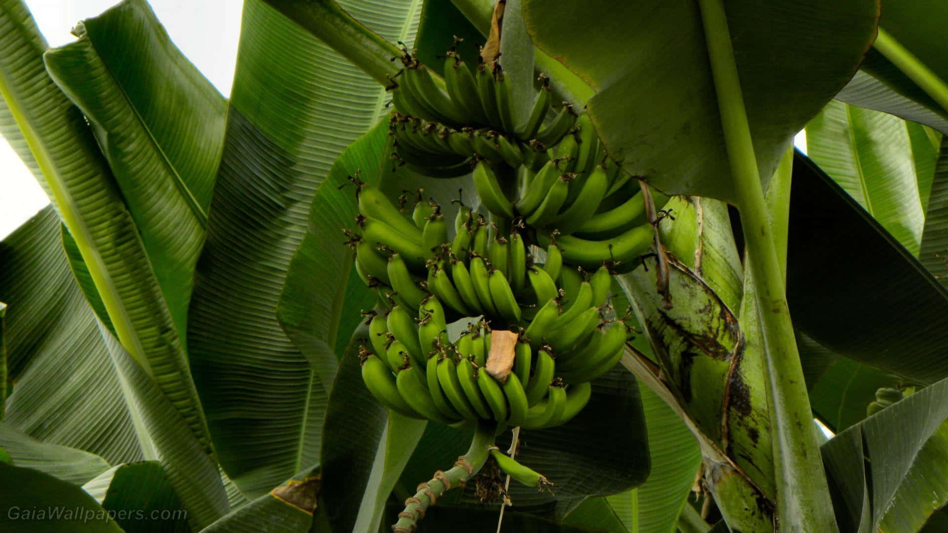 Alberodi Banana Verde Lussureggiante In Piena Vista