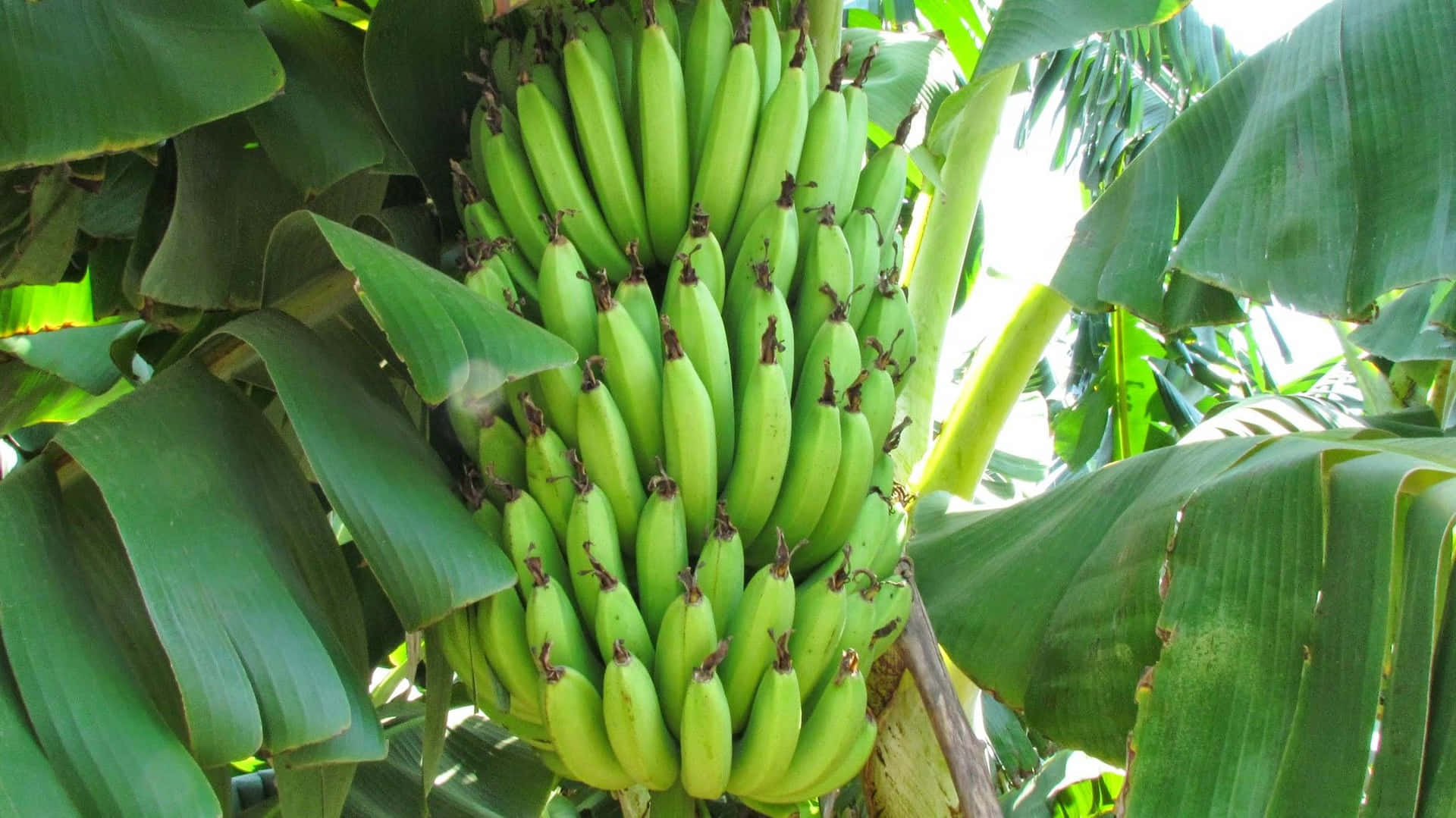 Árbolde Plátano Tropical Colorido En Un Día Soleado