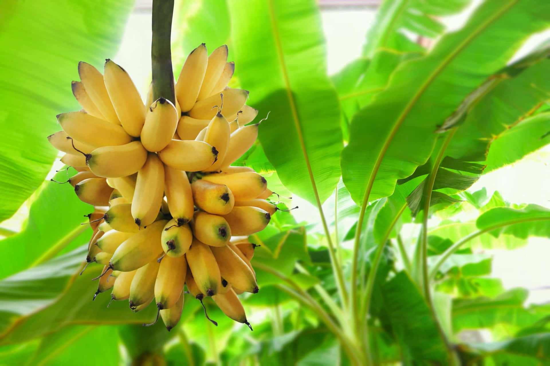 A closeup of a ripe banana tree in all its tropical glory