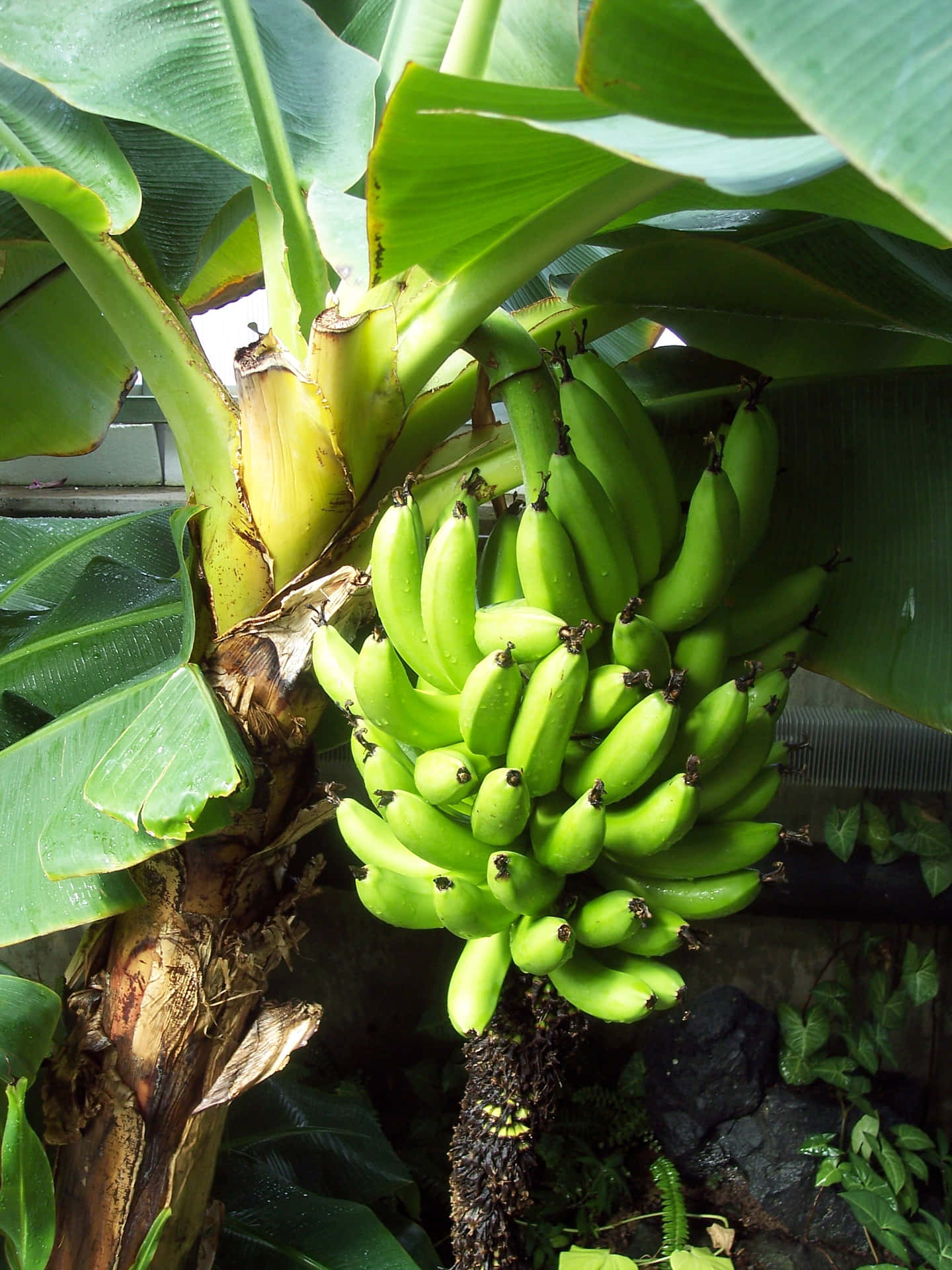 Banana Tree Plant Picture