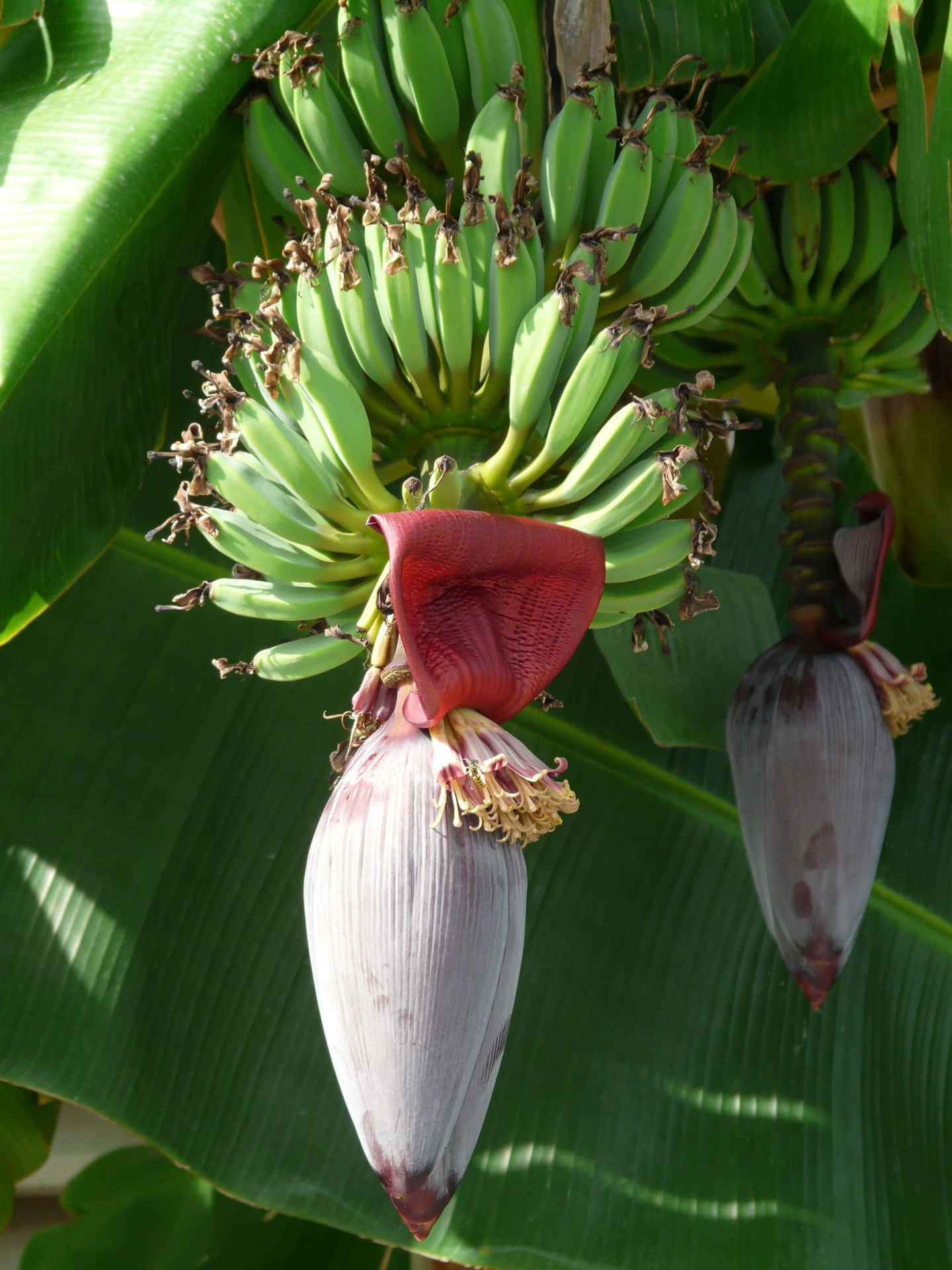 Lasexuberantes Y Verdes Hojas De Un Árbol De Plátano Son Un Símbolo Tropical De Abundancia.