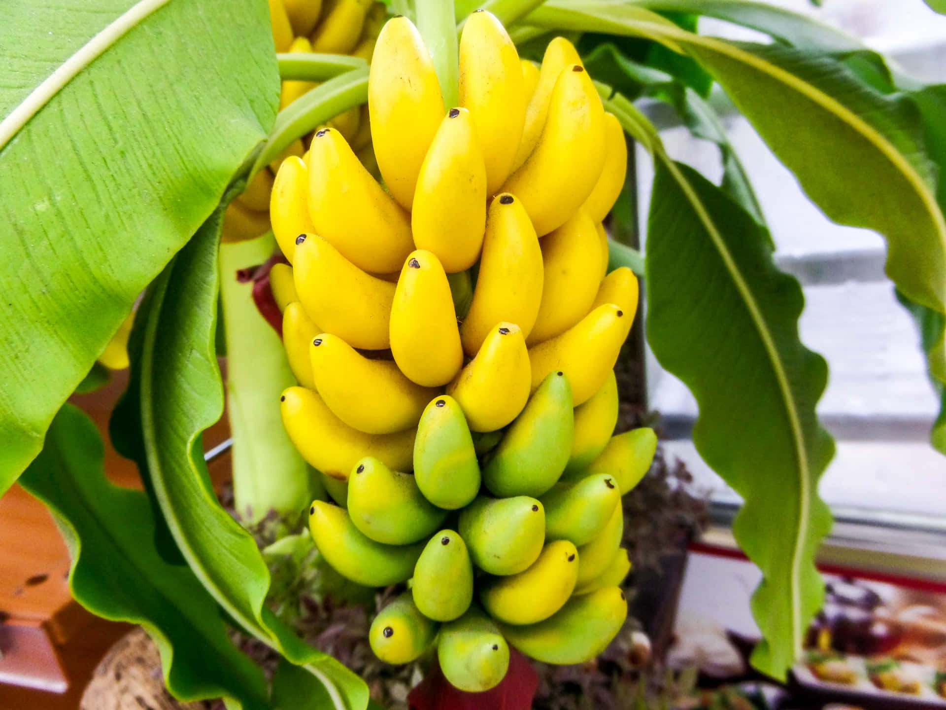 "Serene Scene of a Banana Tree among a Lush Tropical Landscape"