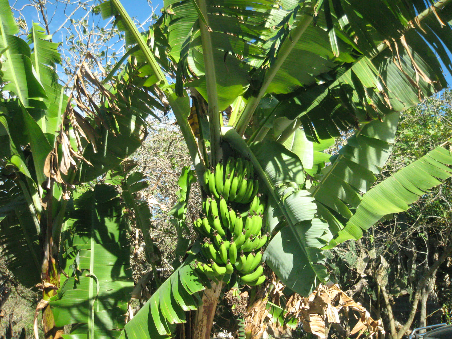 Imagende Un Árbol De Plátanos Abundante.