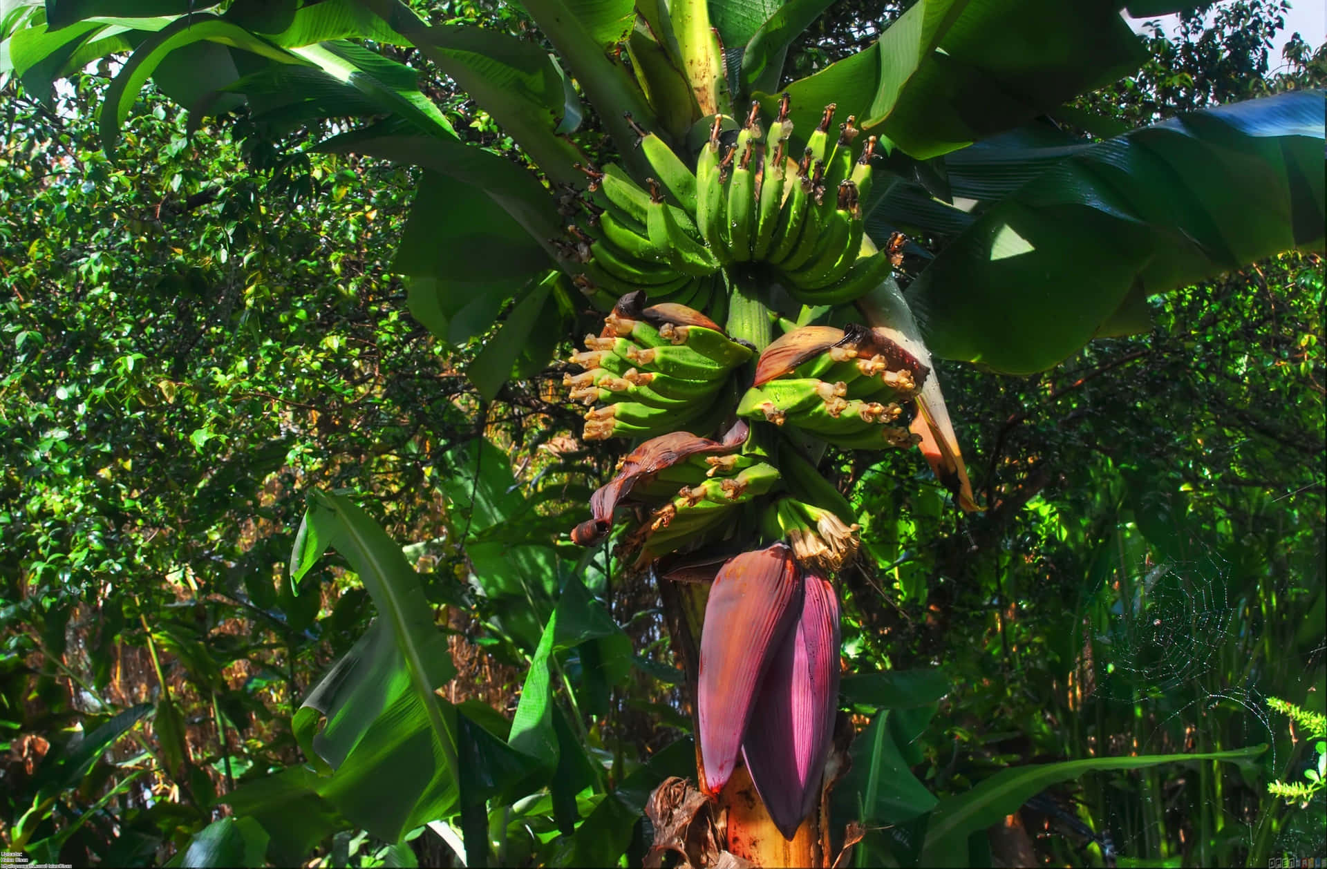 Imagende Una Plantación De Árboles De Plátano