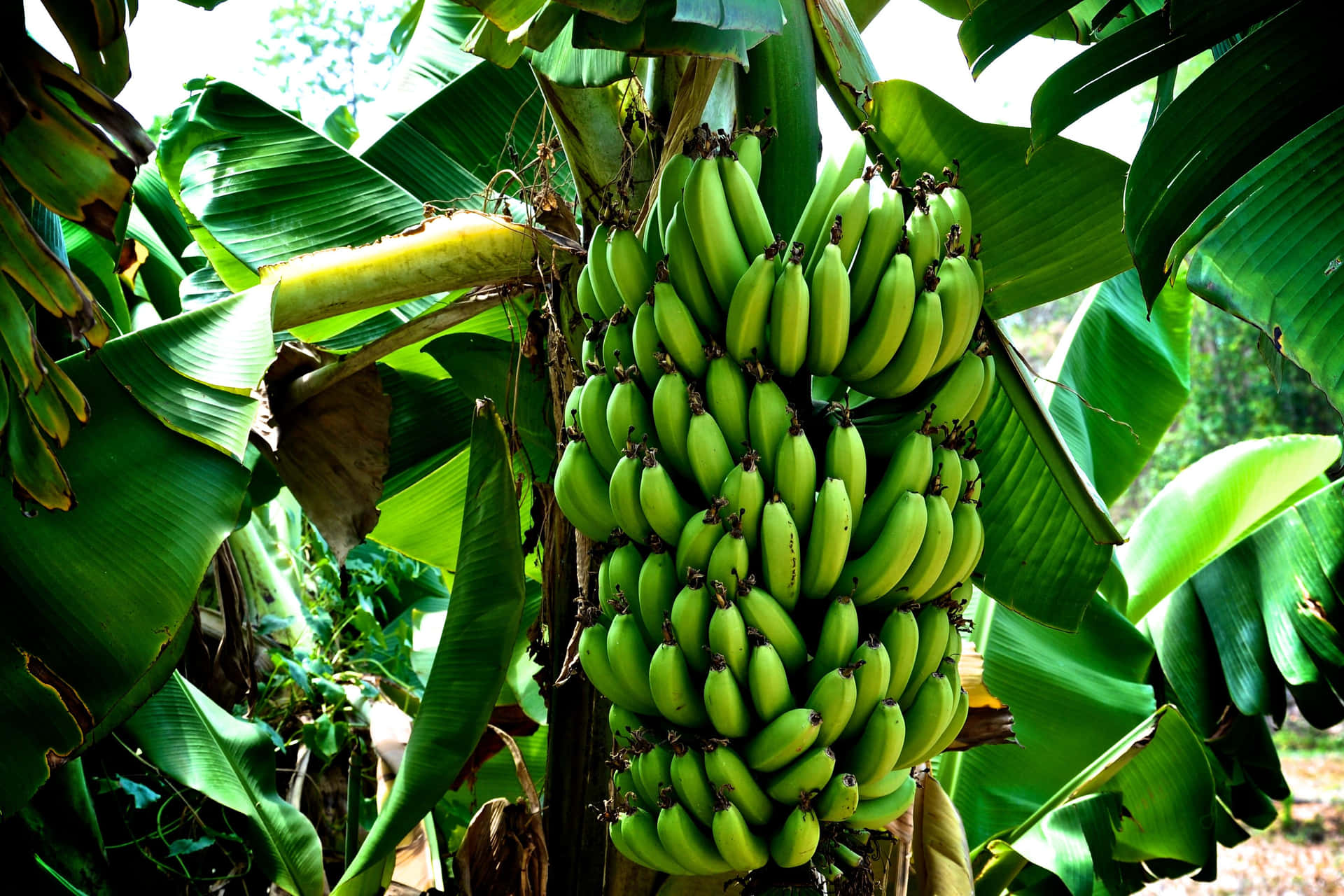 Ample Banana Tree Picture
