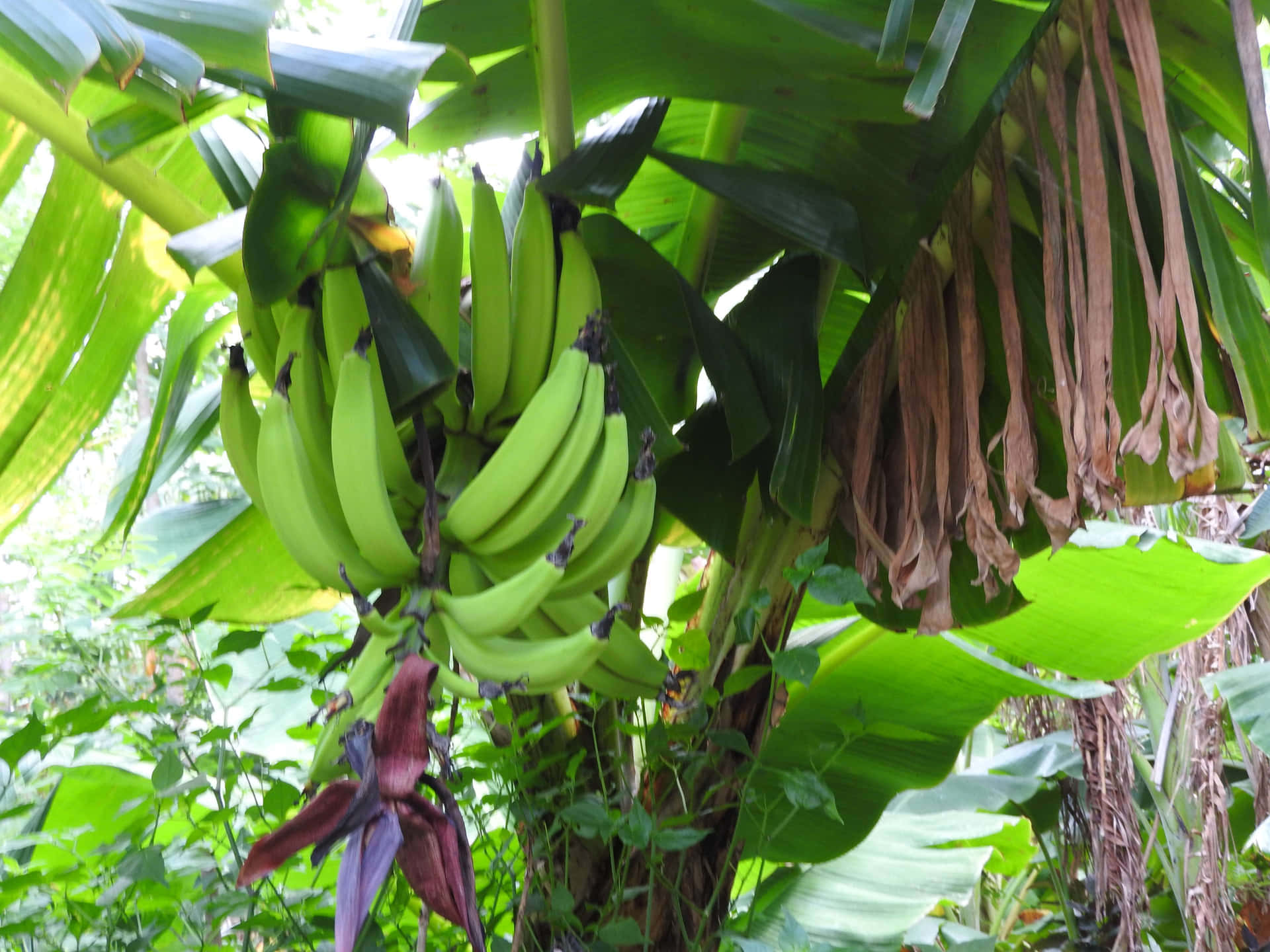 A lush green landscape of the banana trees