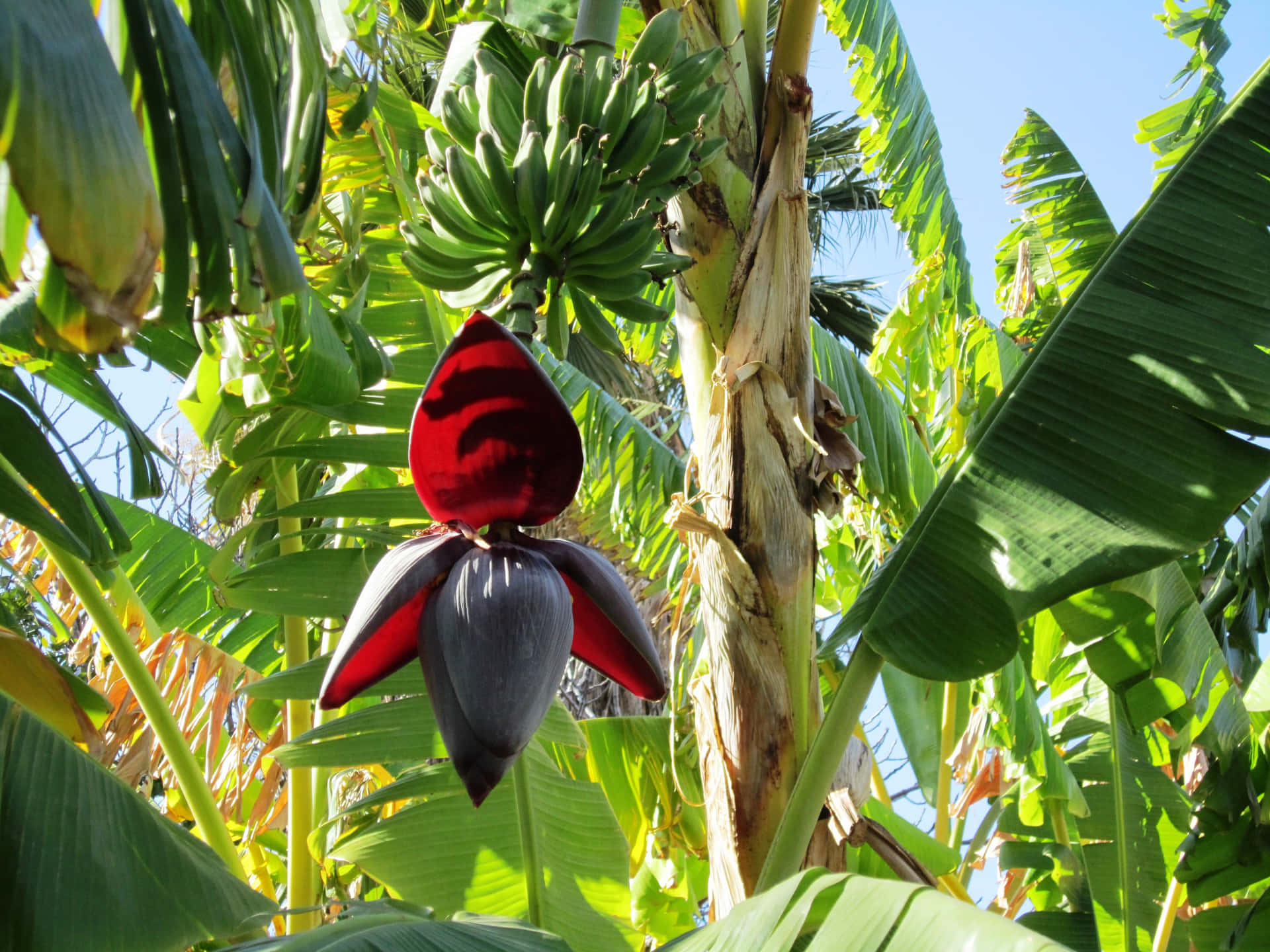 Majestic Banana Tree Picture - Nature at its Finest