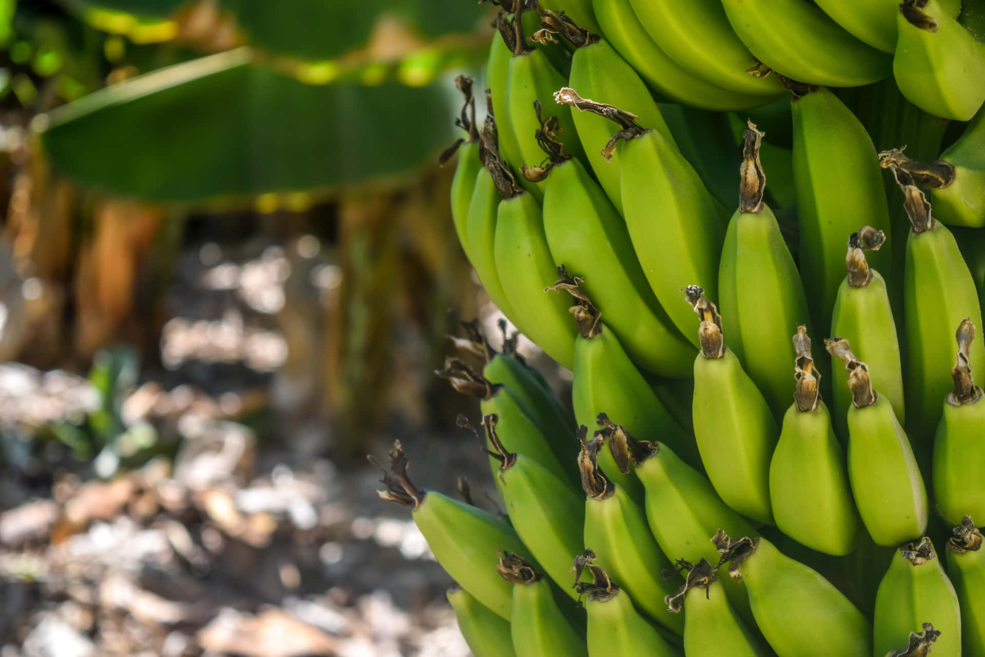 Standing Tall and Fruiting - A Banana Tree