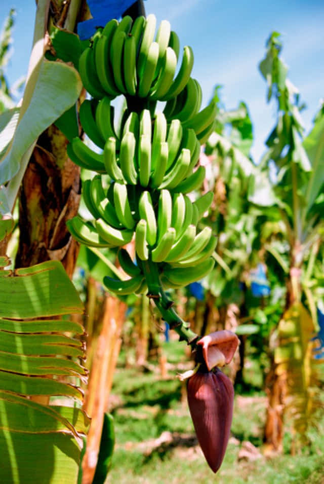 Labelleza Natural De Un Árbol De Plátano