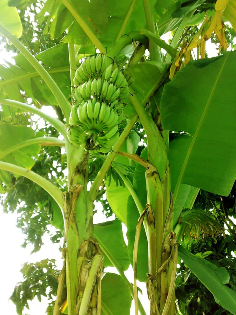 Banana Tree Pictures 768 X 1024