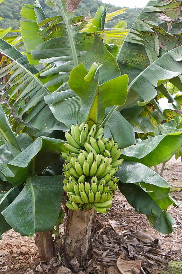 Imagenbrillante De Un Árbol De Plátano