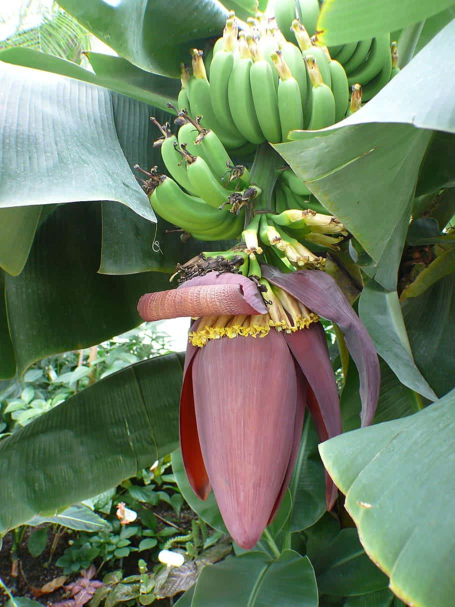 Actualizadebajo Del Árbol De Plátanos