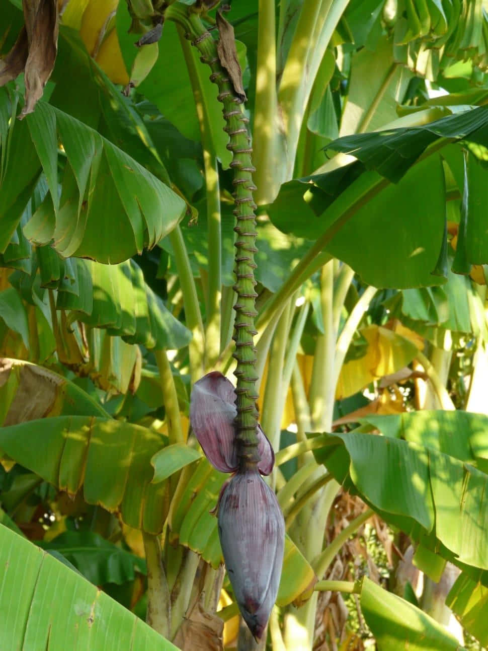 Tendendoverso Il Sole - Una Fila Infinita Di Alberi Di Banana