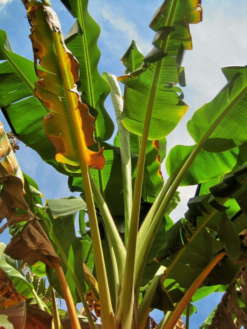 Banana Tree Long Leaves Picture