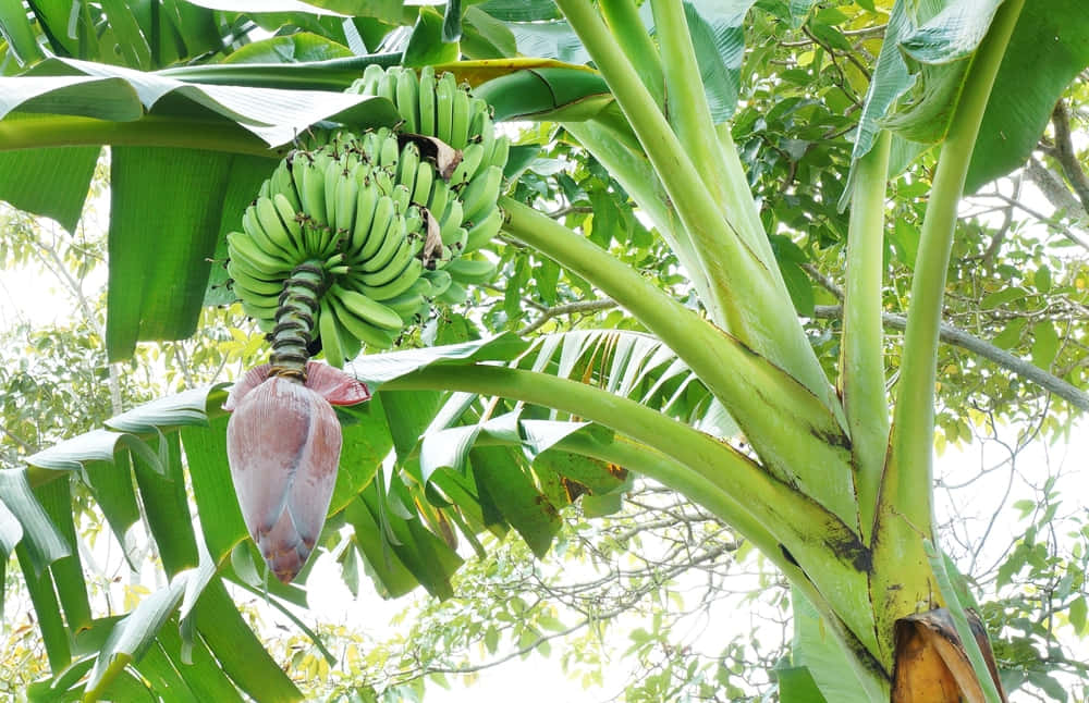 A Beautiful and Healthy Banana Tree in Full Bloom