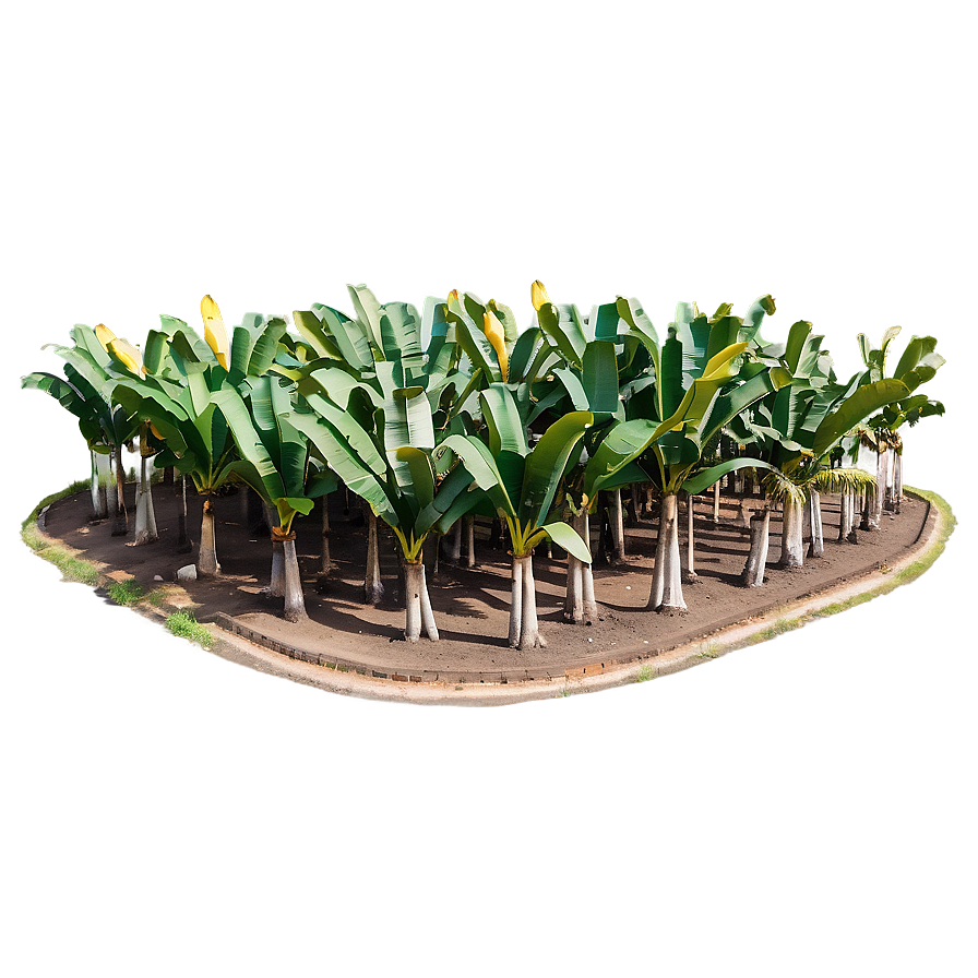 Banana Tree Plantation Aerial View Png 06252024 PNG
