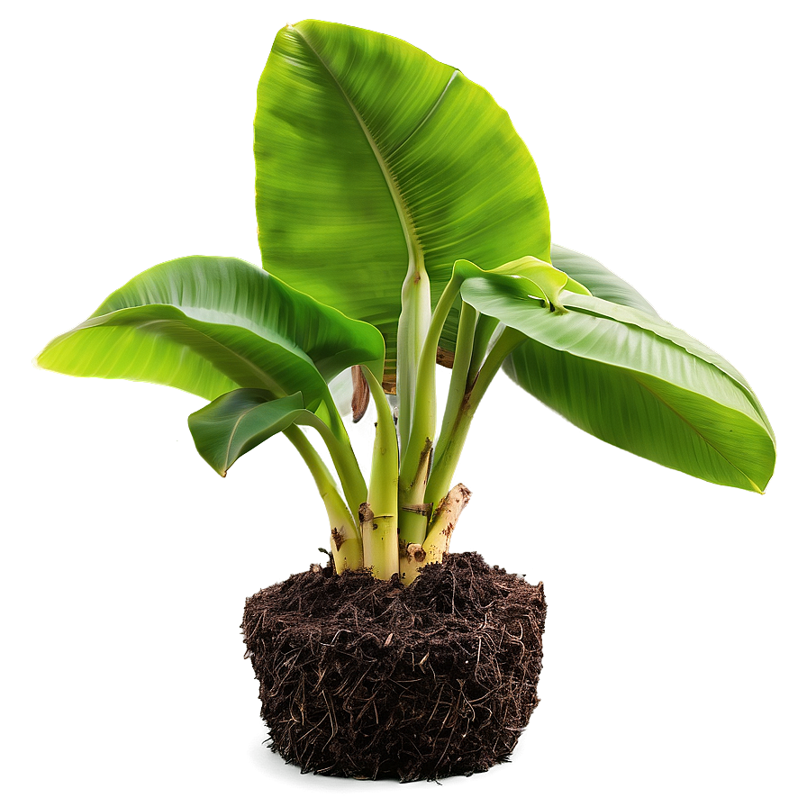 Banana Tree Seedling Growing Png 06252024 PNG