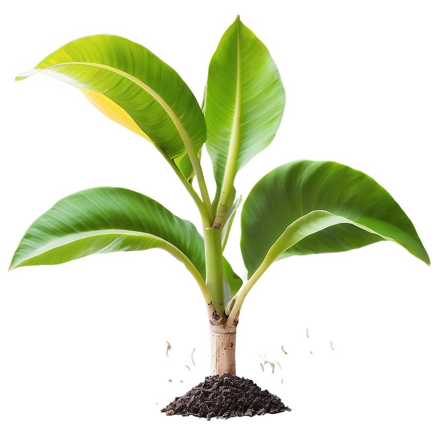 Banana Tree Seedling Growing Png Skw PNG