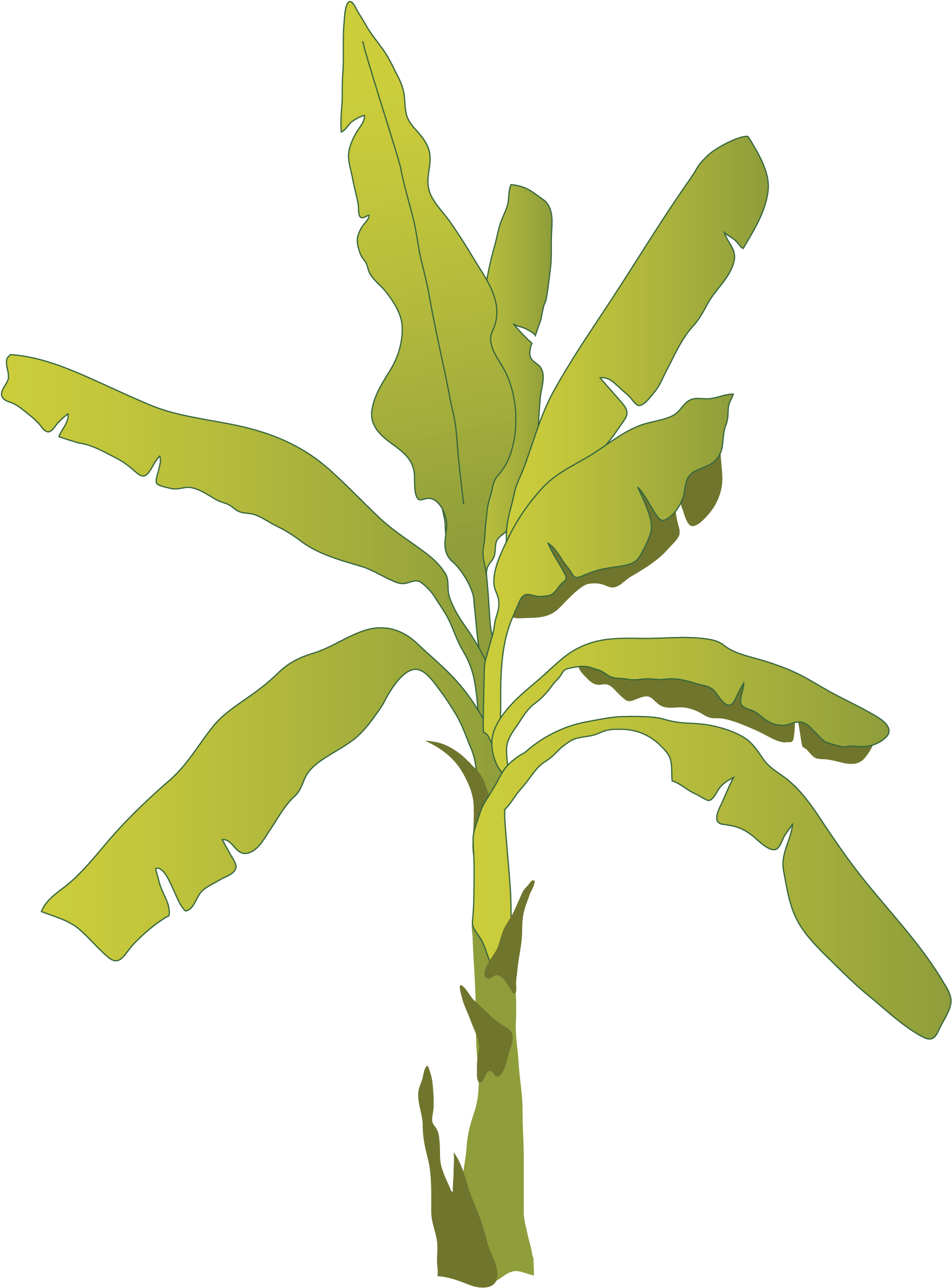Banana Tree Vector Illustration PNG
