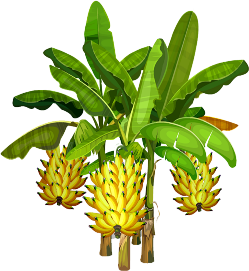Banana Tree With Ripe Bunches PNG