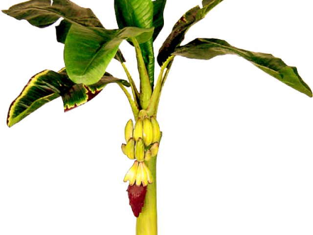 Banana Treewith Unripe Bunch PNG