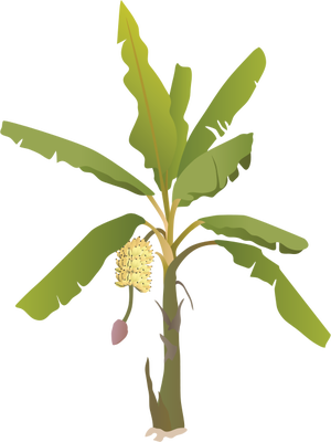 Banana_ Tree_ With_ Flower_ Illustration PNG