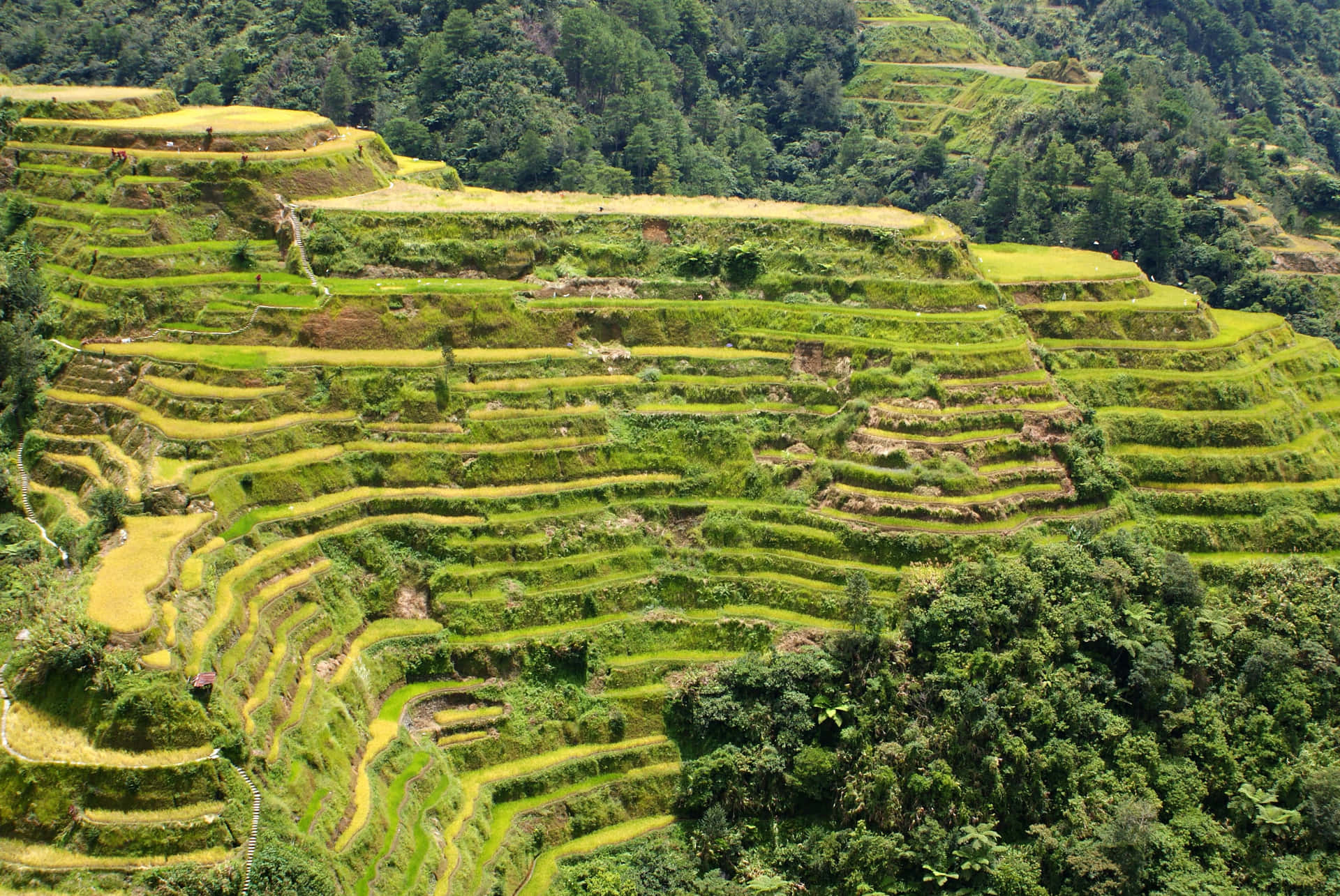 Terrenosde Cultivo De Arroz Em Banaue, Cordilheira Das Montanhas Na Filipinas. Papel de Parede