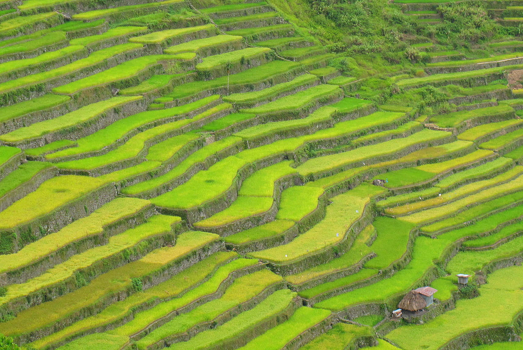 Banaue Rice Terraces In The Philippines Birds Eye View Shot Wallpaper