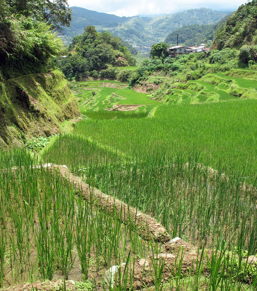 Banaue Rice Terraces In The Philippines Close Up Shot Wallpaper