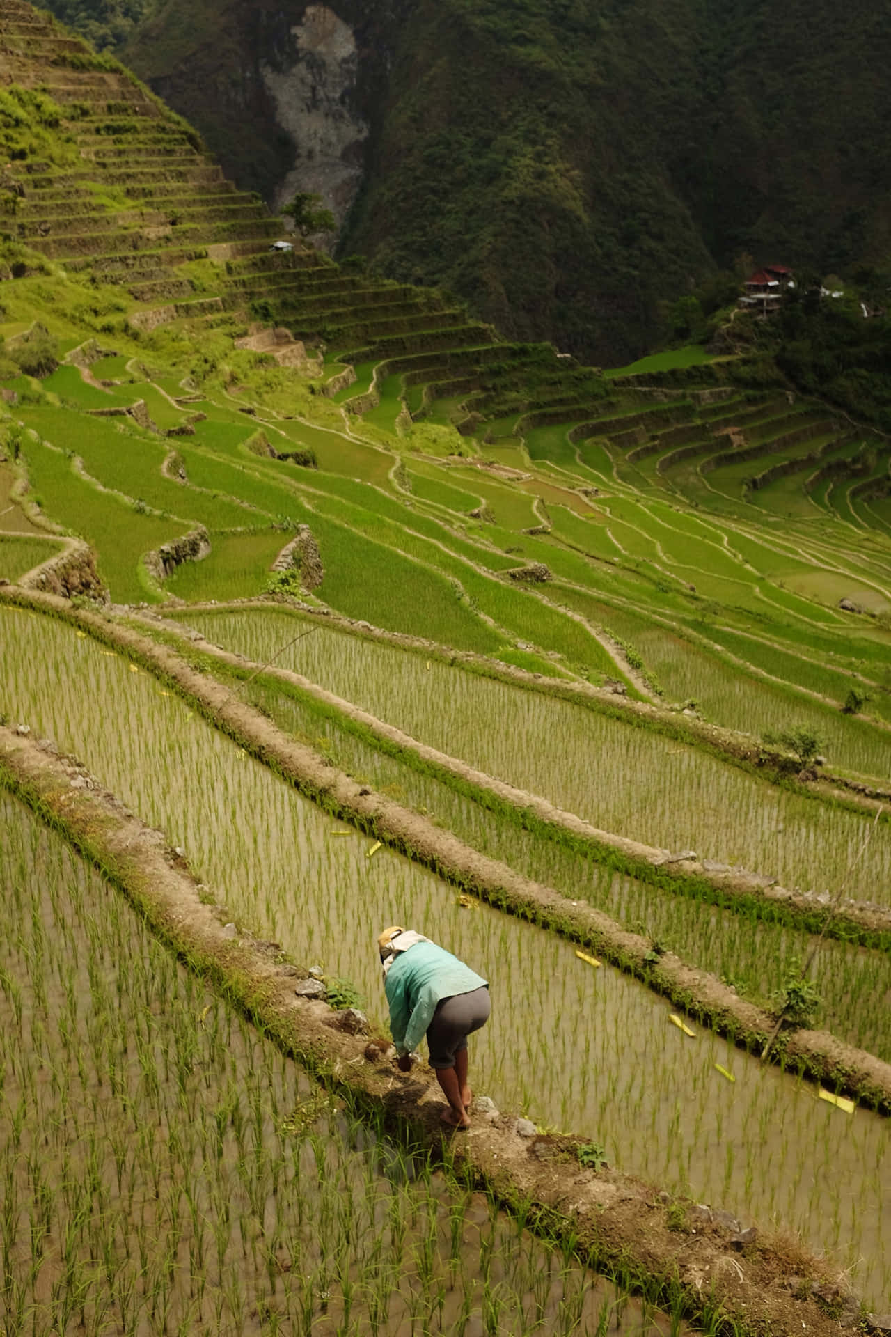 "Breathtaking High Angle View of Banaue Rice Terraces, Philippines" Wallpaper