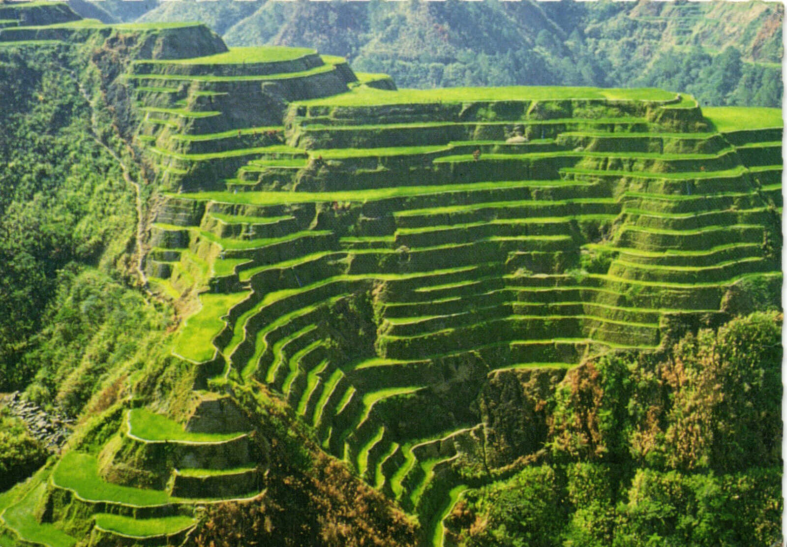 Banauerice Terraces En Las Filipinas, Enfoque Medio. Fondo de pantalla