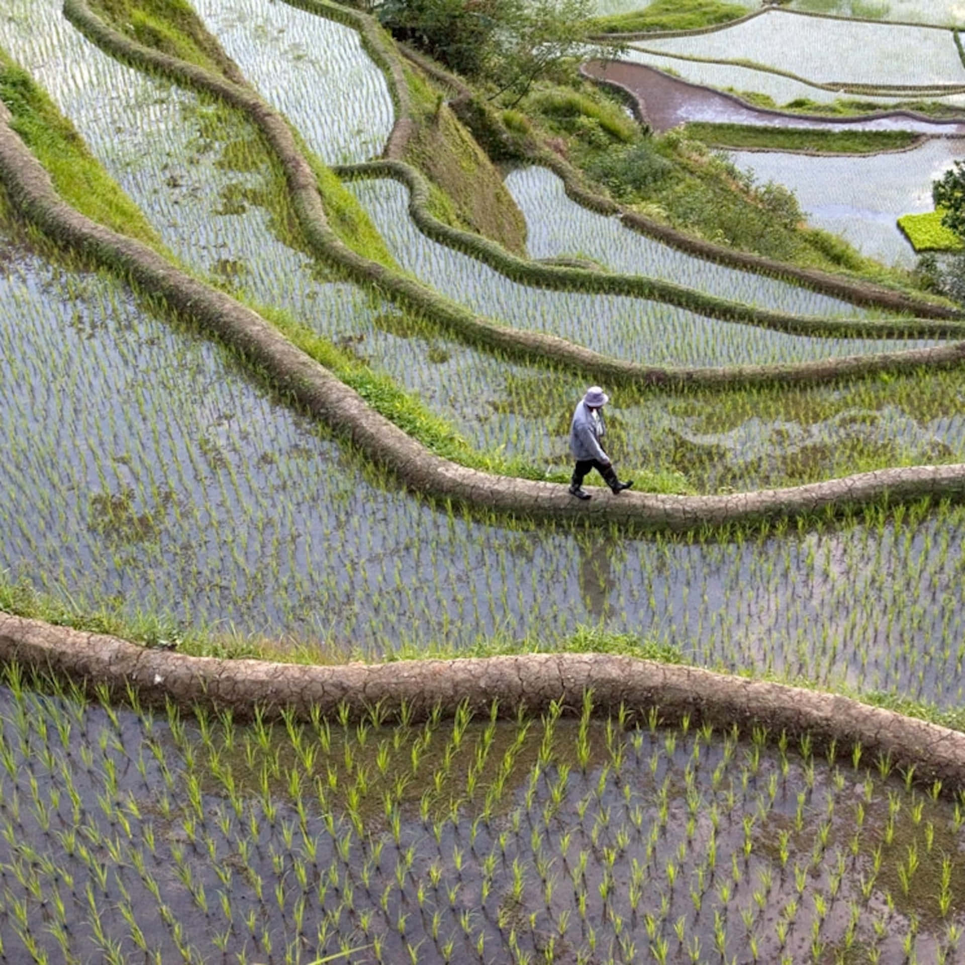 Billede af topudsigt over Banaue Rice Terrasser i Filippinerne Wallpaper