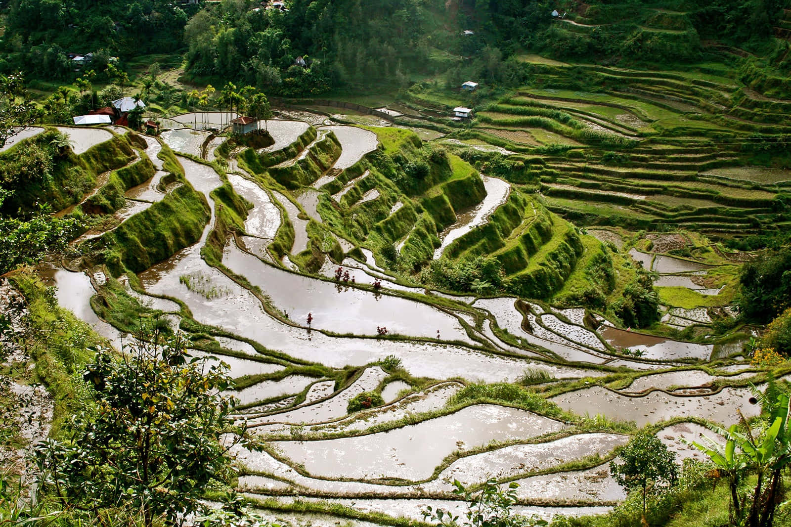 Scenic View of Banaue Rice Terraces in the Philippines Wallpaper