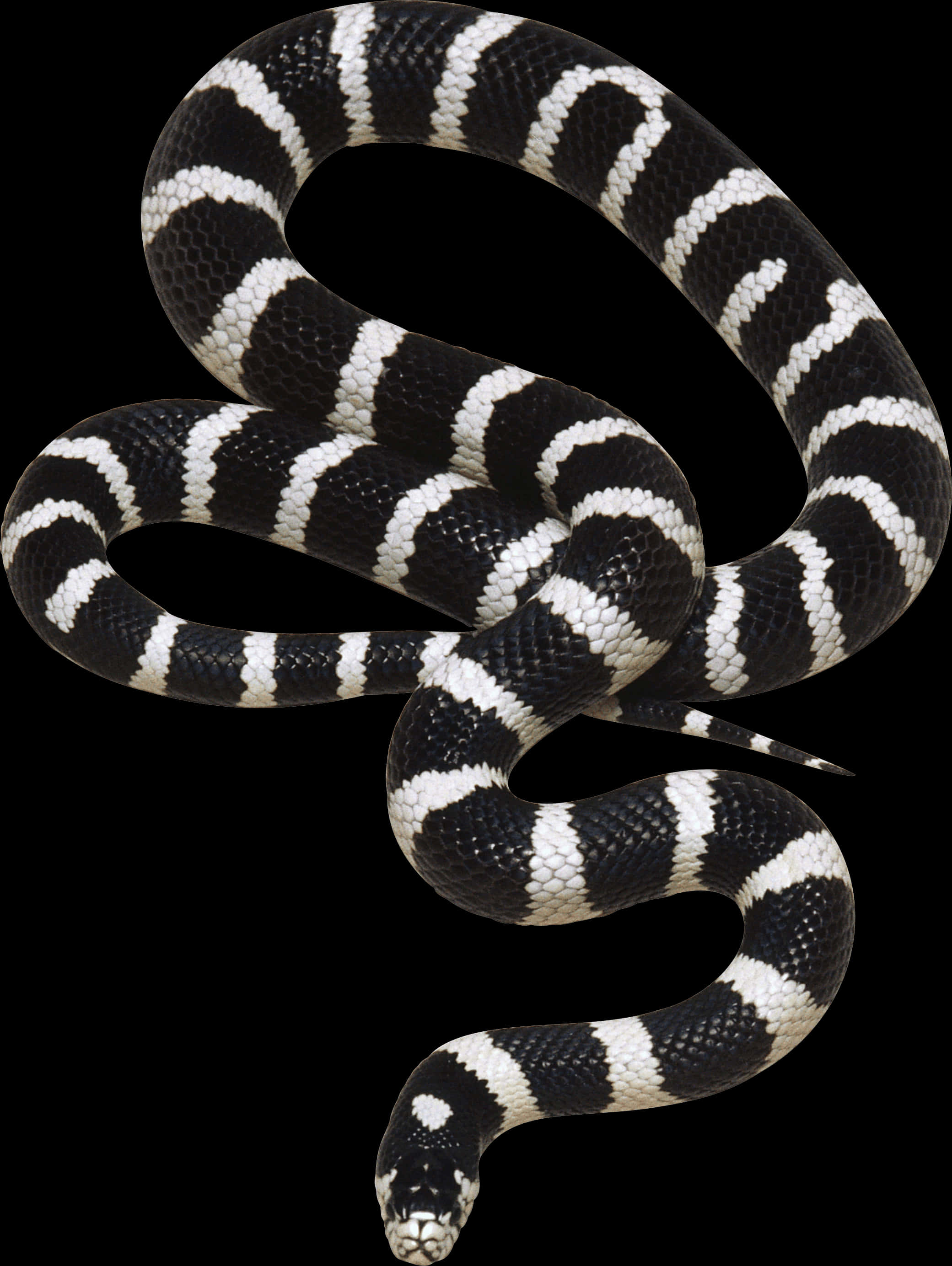 Banded Blackand White Snake PNG