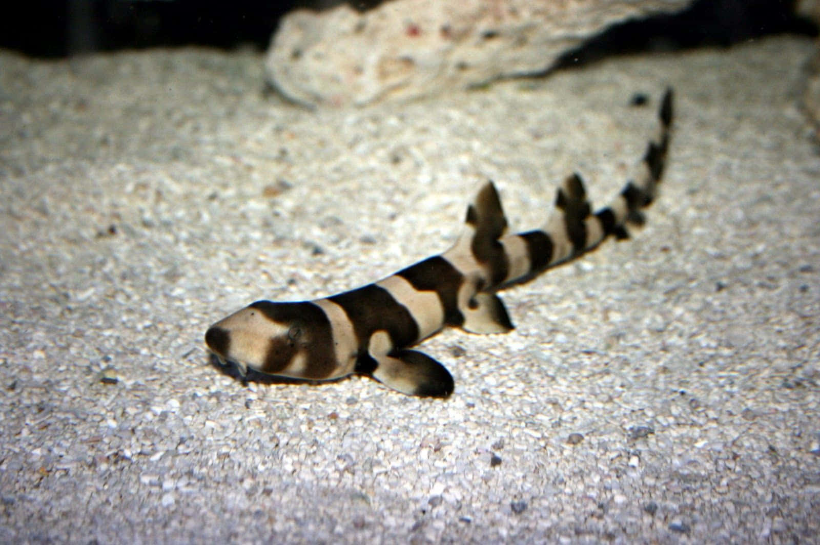 Banded Catshark Restingon Sandy Bottom Wallpaper