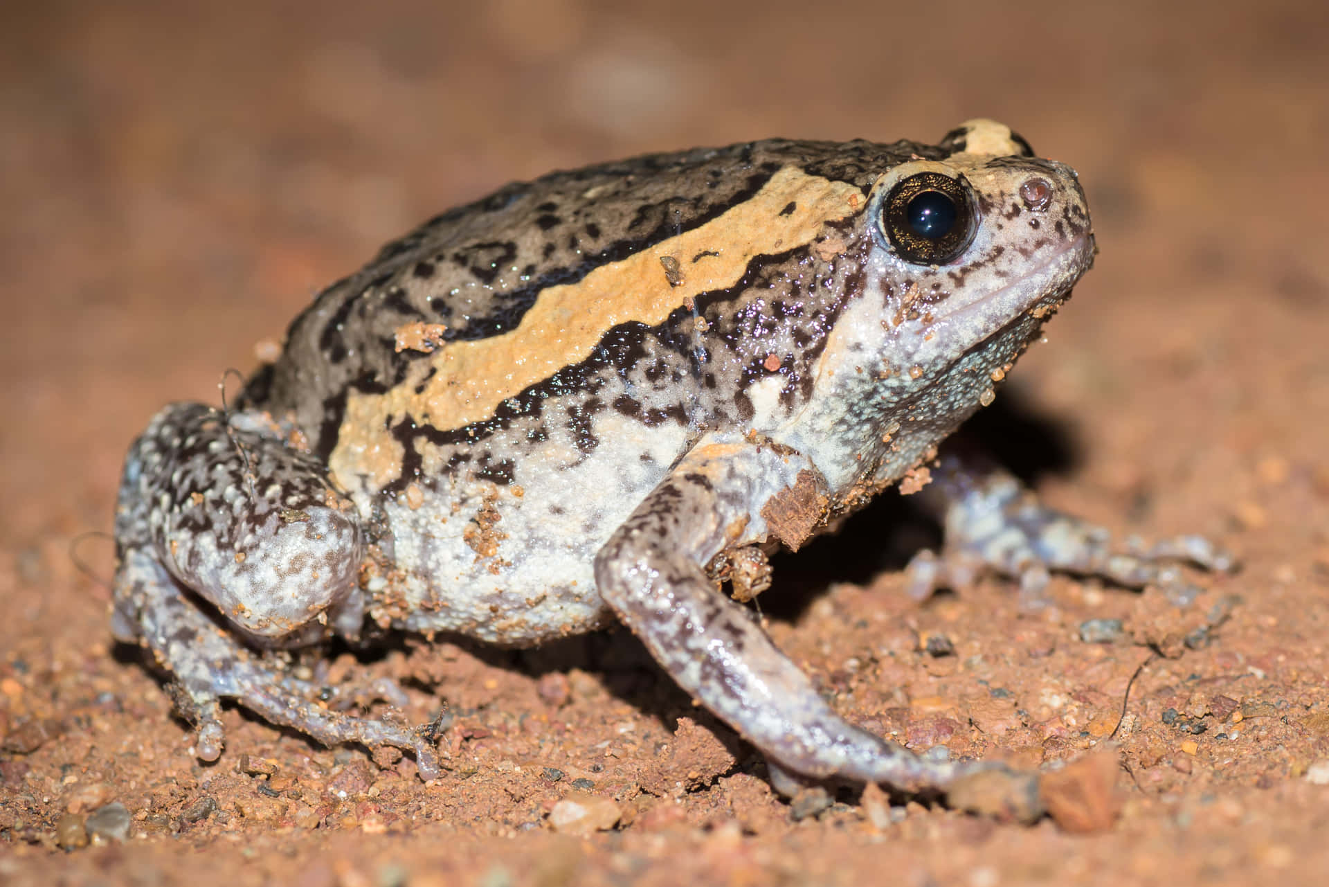 Katak Tanah Bergaris Di Atas Tanah.jpg Wallpaper