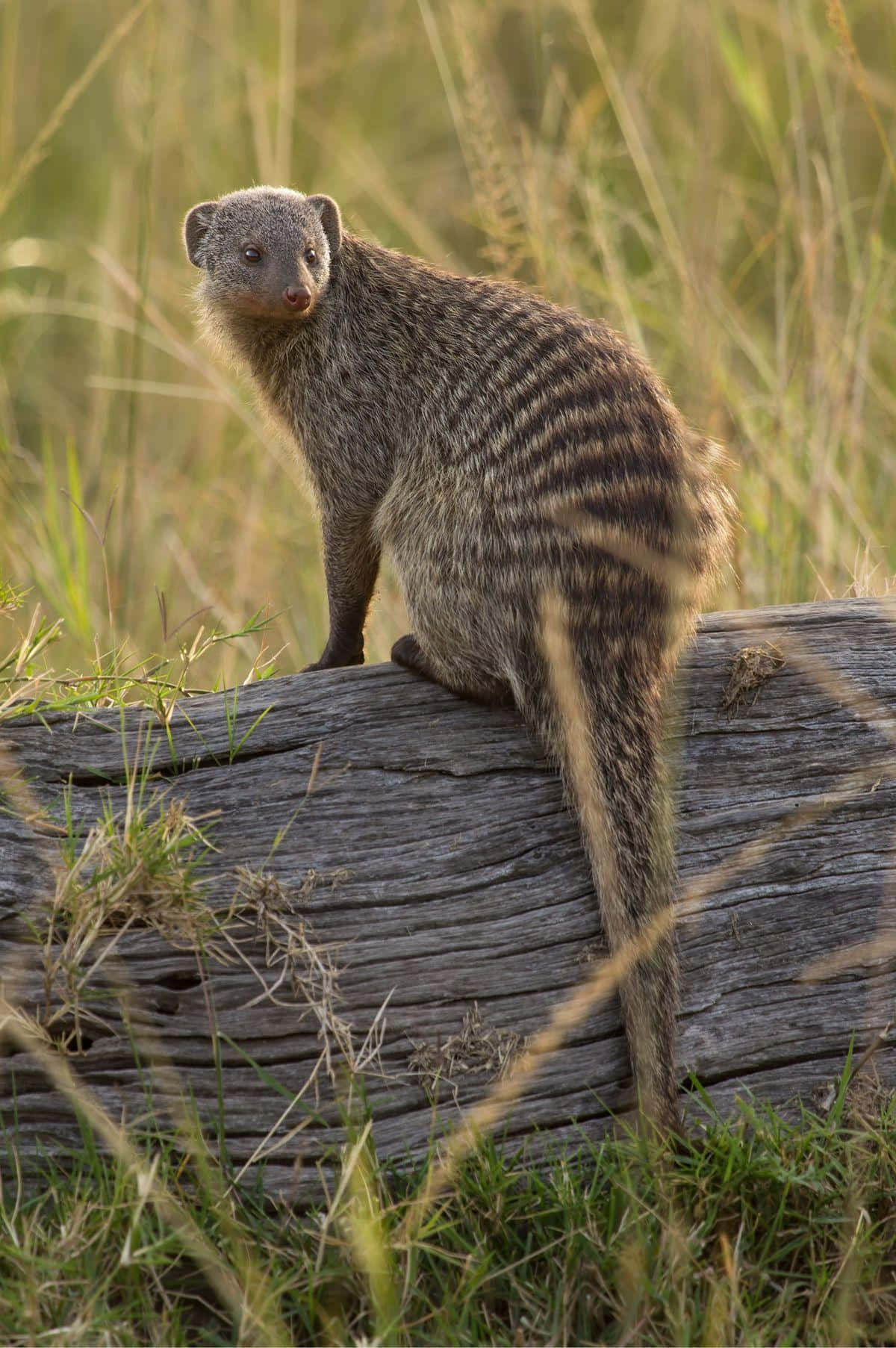 Banded Mongoose On Log Wallpaper