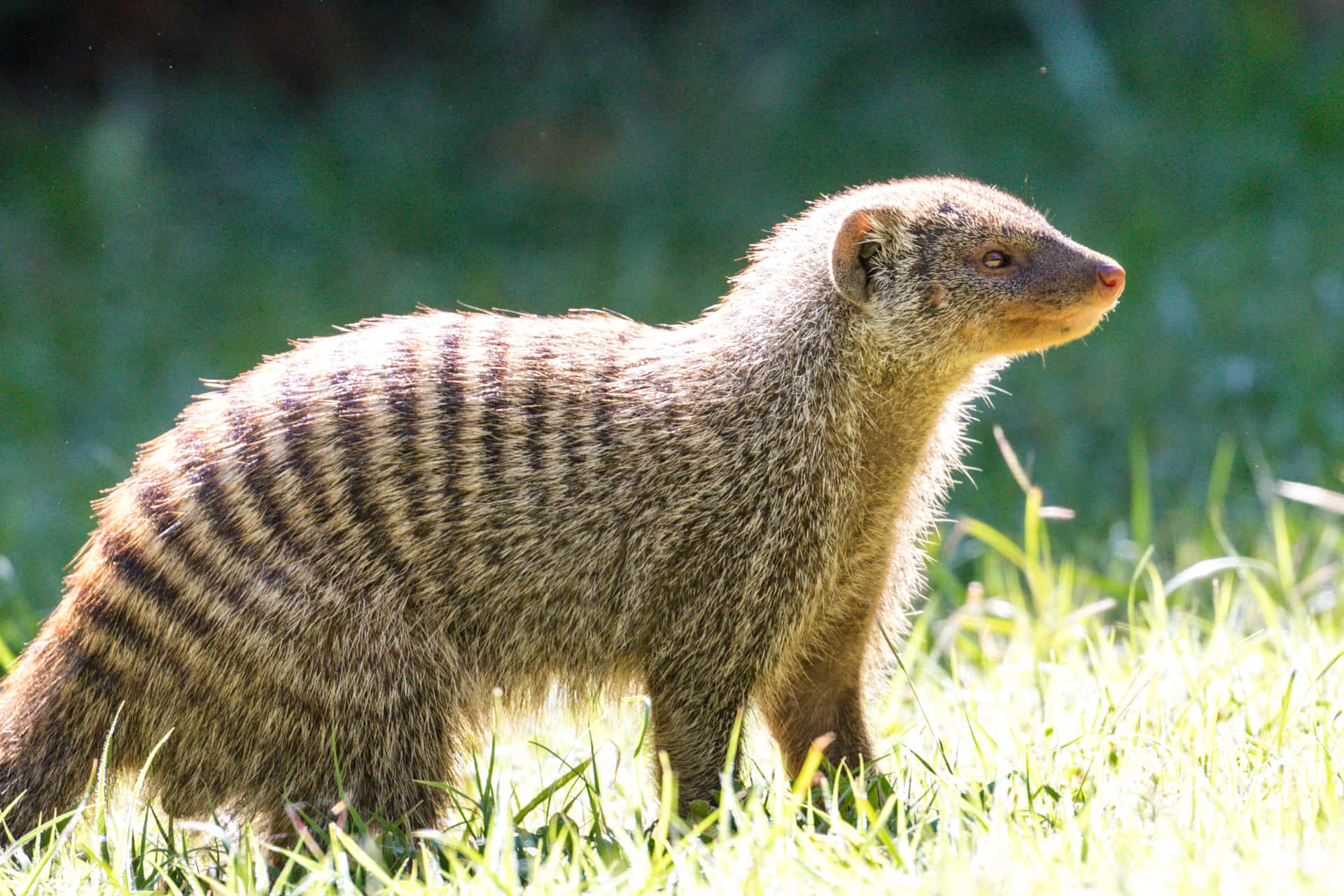 Banded Mongoosein Grass Wallpaper