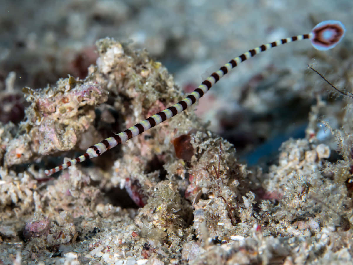 Banded Pipefish Camouflagedon Seabed Wallpaper