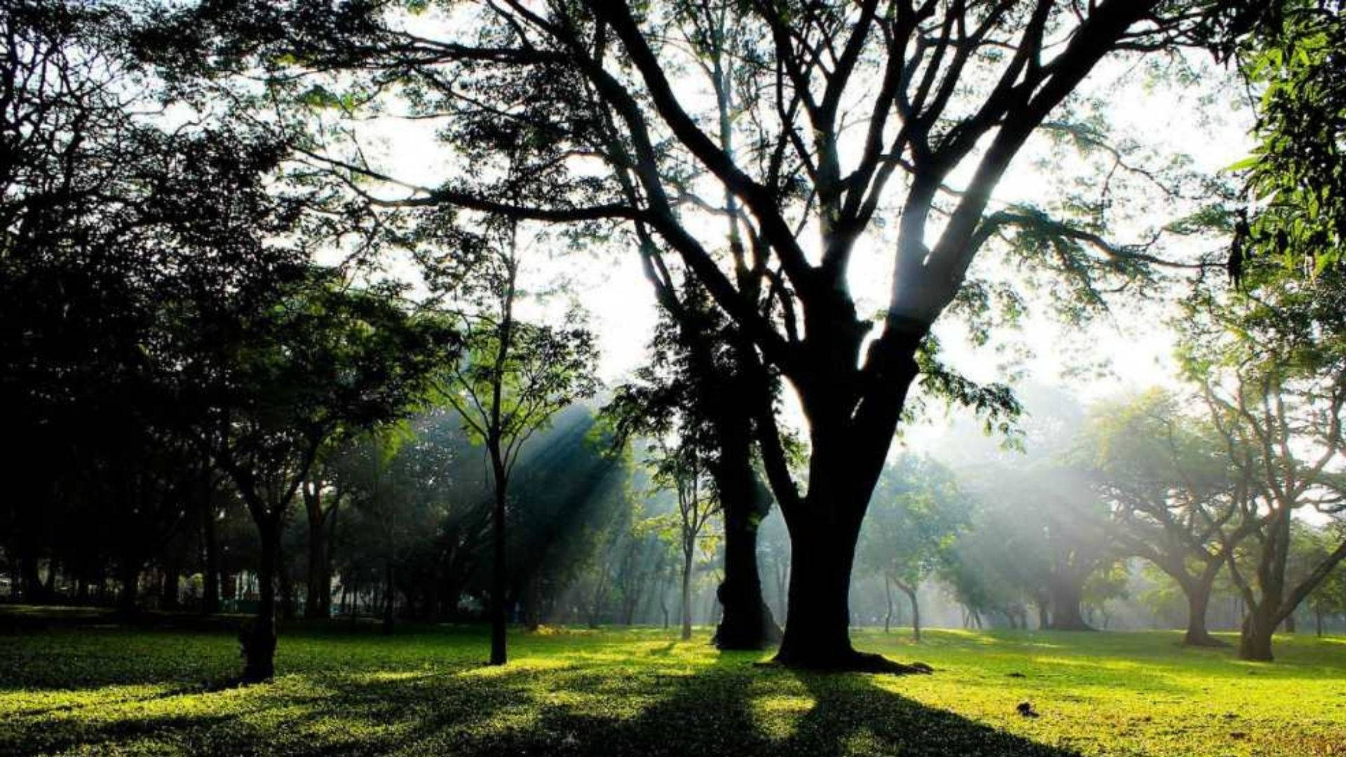 Bangalore Cubbon Park Trees