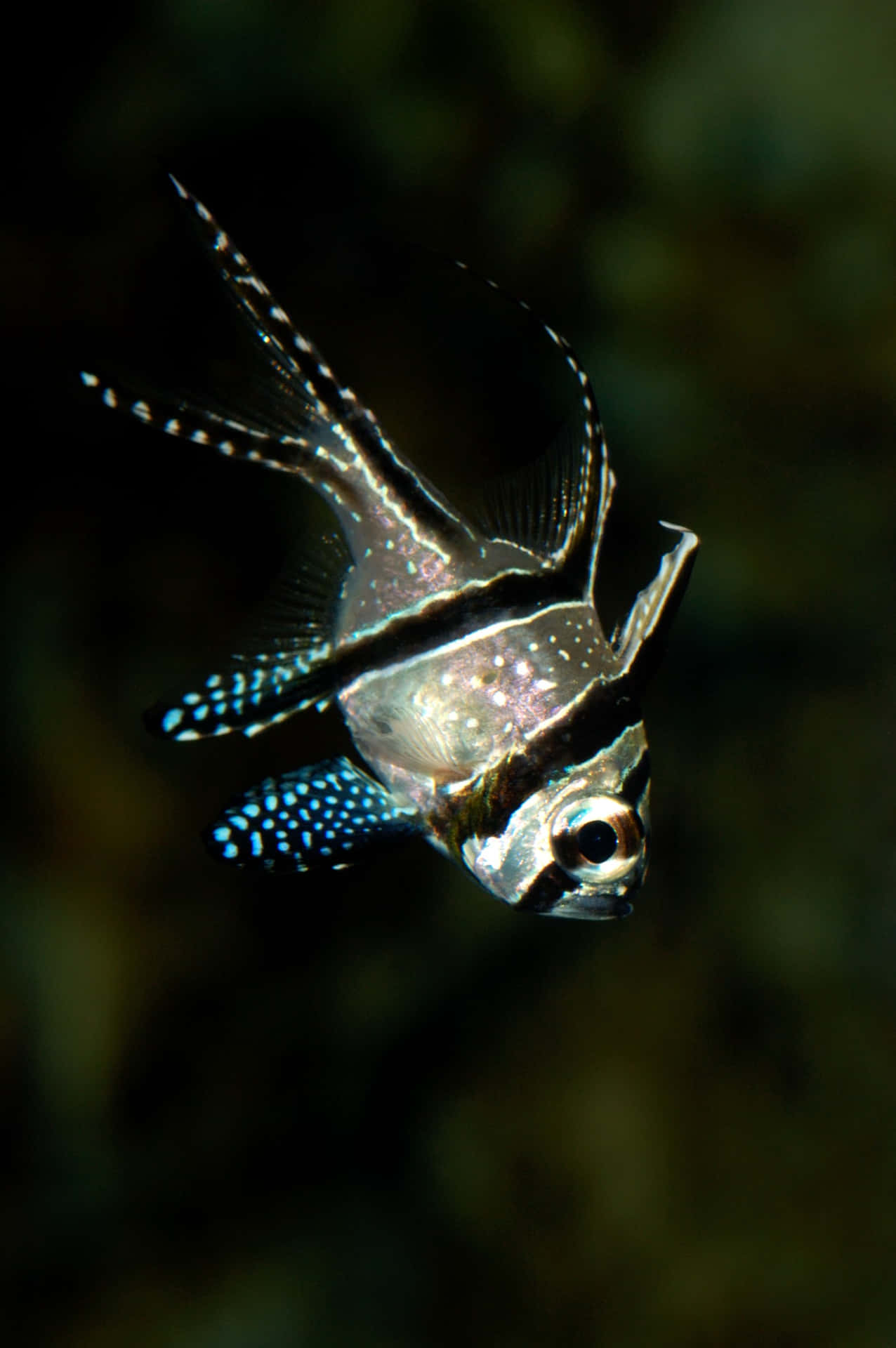 Banggai Cardinalfish Aquatic Elegance Wallpaper