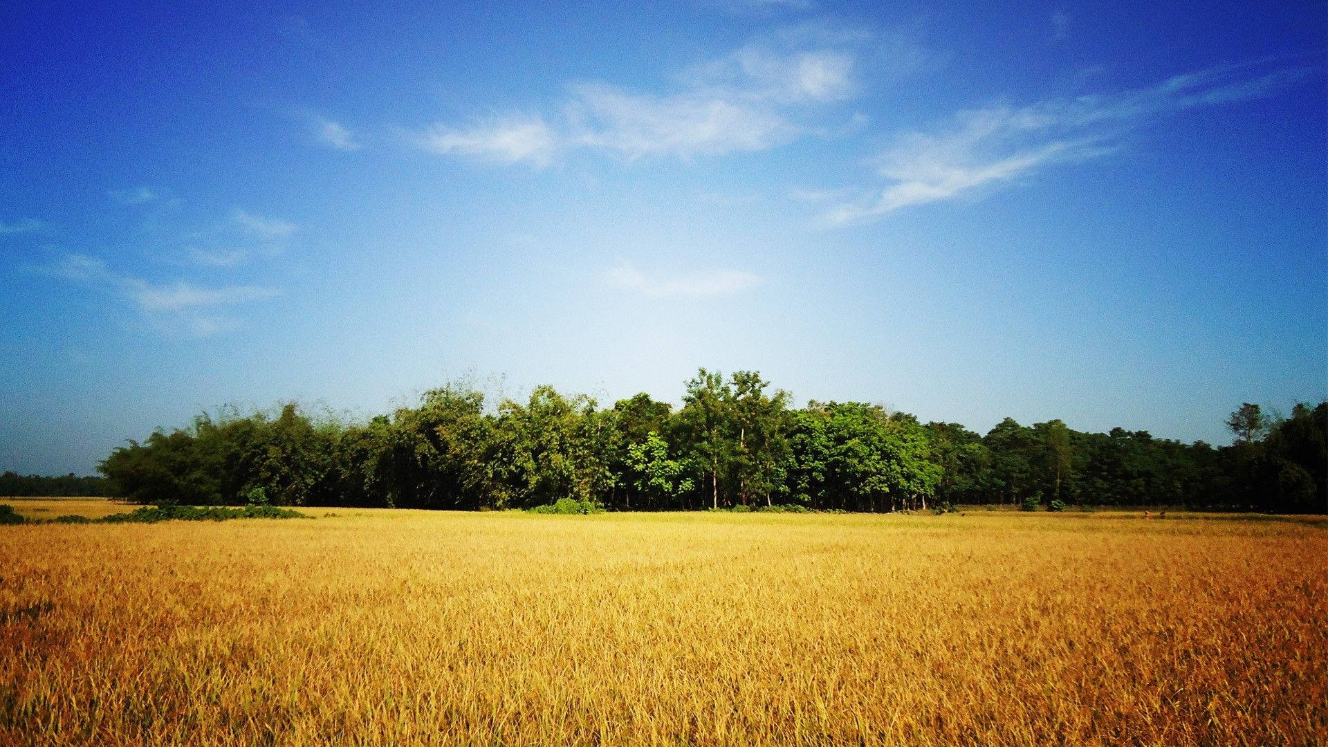 Bangladesh Blue Skies Wheat Field Wallpaper