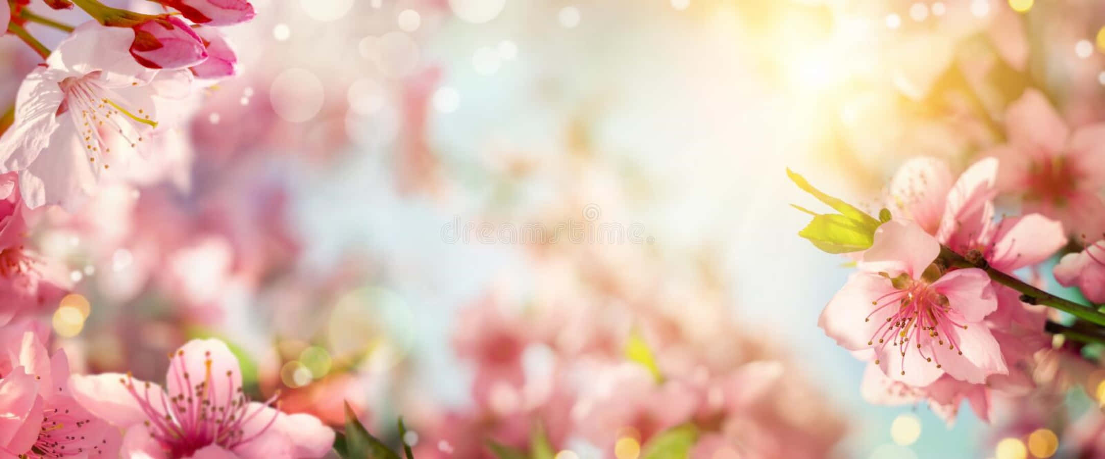 Rosakirschblüten Mit Sonnenlicht Und Sonnenstrahlen