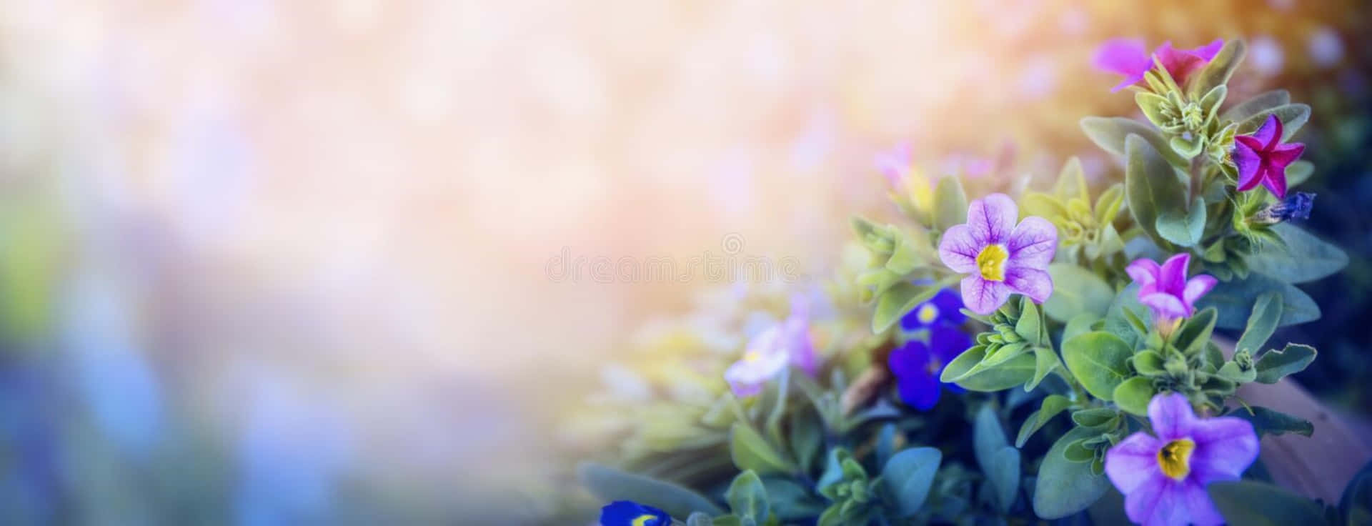 Flowers In The Garden With Blurred Background Stock Photos