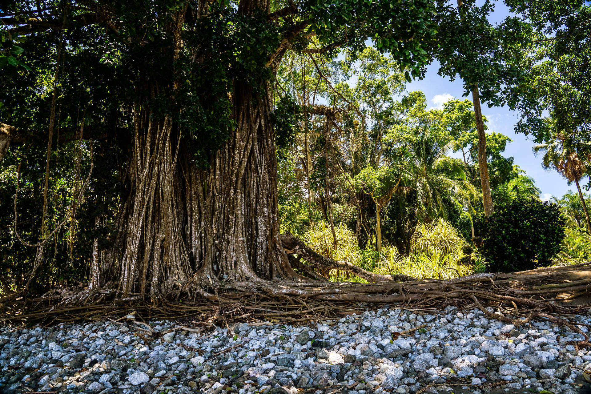 Download Banyan Tree Costa Rica Wallpaper 