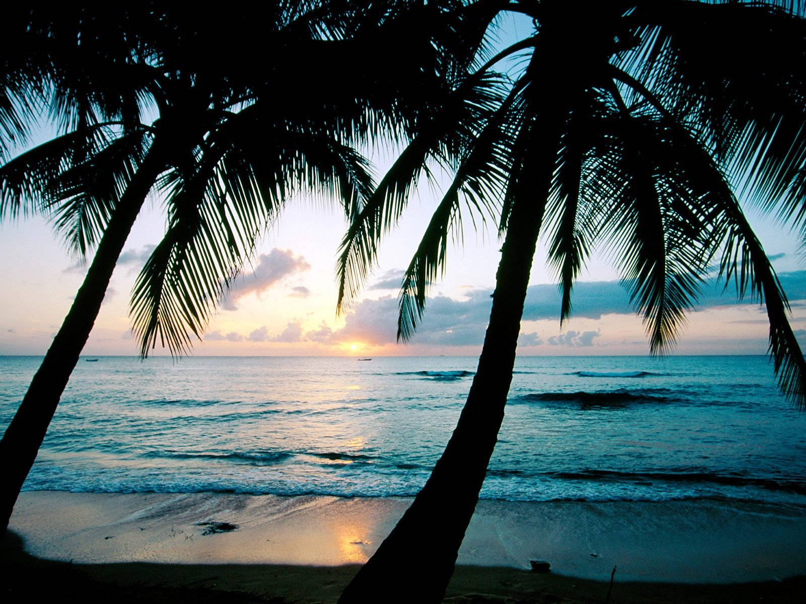 Barbados Palm Trees