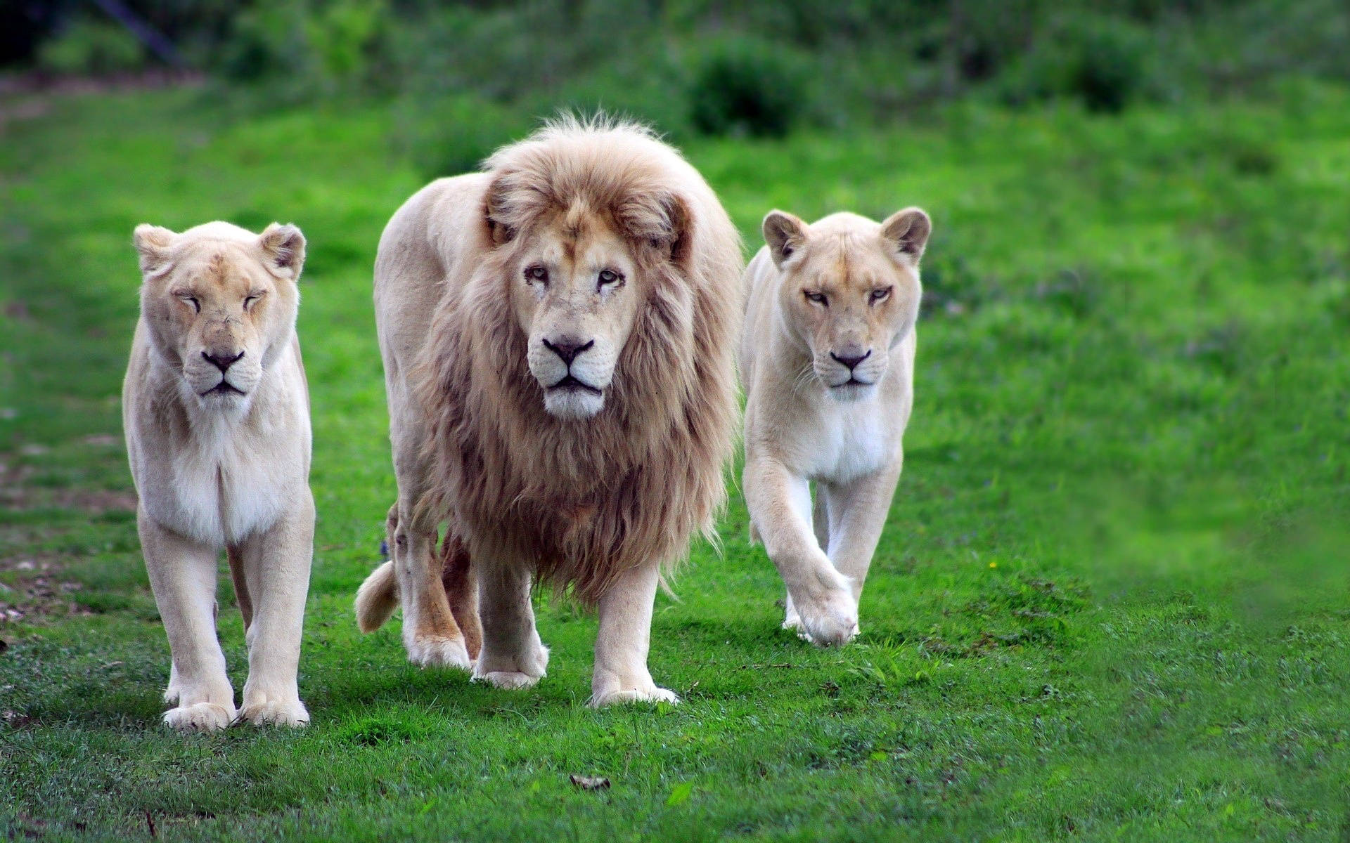 Barbary Lion Animals Walking Through Grass Wallpaper