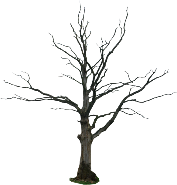 Bare Branches Dead Tree PNG